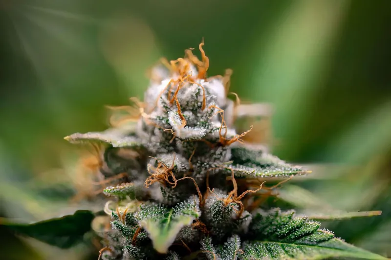 Better Together: The Science Behind Why Whole-Plant CBD Outperforms the Sum of Its Parts