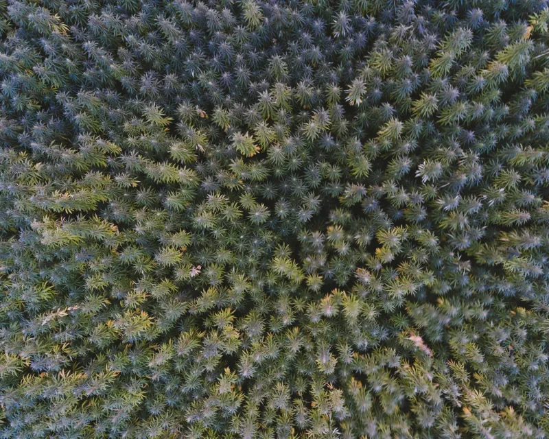 Rooted in the Earth: How America's Plant-Based Wellness Shift Is Leaving Synthetic Solutions Behind